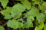 Mapleleaf viburnum